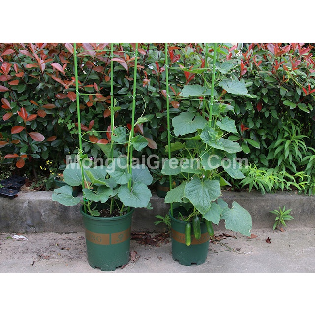 (Cao 1.8m) Bộ khung chống đỡ cho cây đứng thẳng, leo bám_Bộ giá đỡ hoa hồng, cây leo, cà chua đa năng tiện lợi 1.8 mét