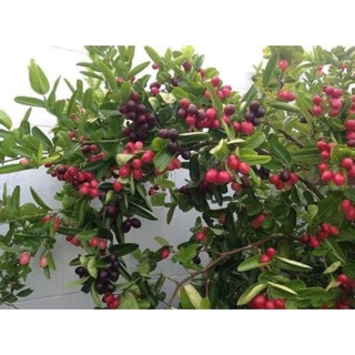 Cây siro siêu trái