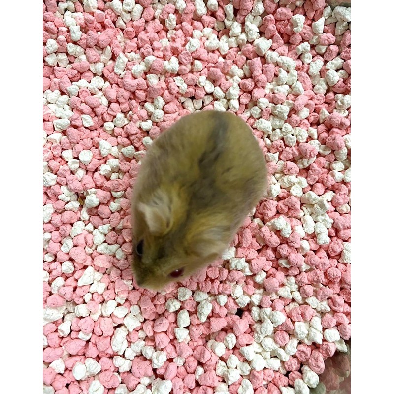 Cát Đậu Tuyết lót chuồng cho Hamster, Cát vệ sinh Mèo