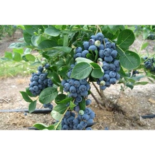 Cây Việt Quất Tứ Quý