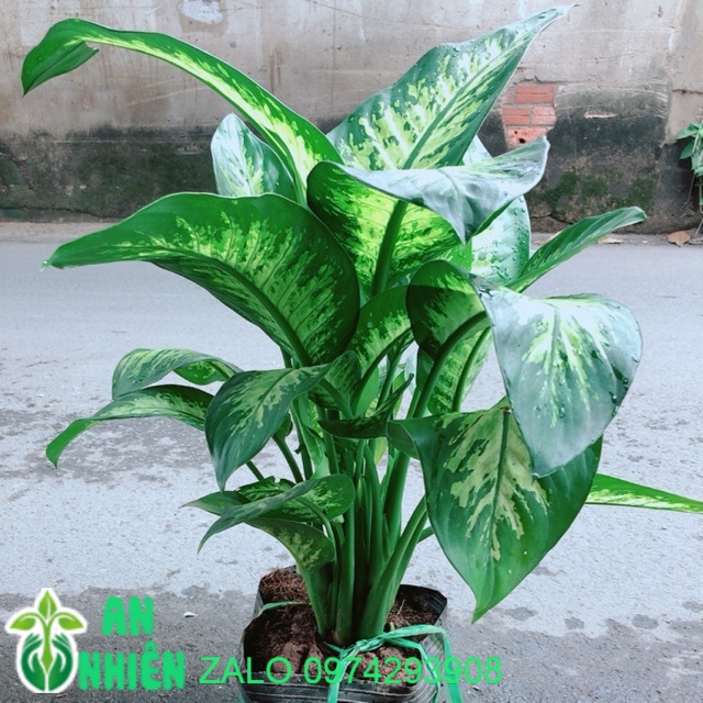 Vạn Niên Thanh Size Đại