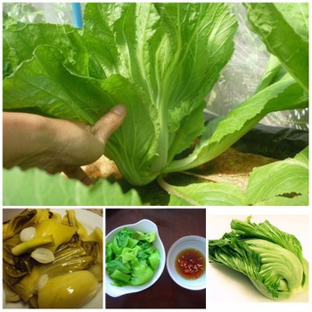 20g Hạt giống Cải Bẹ Dưa