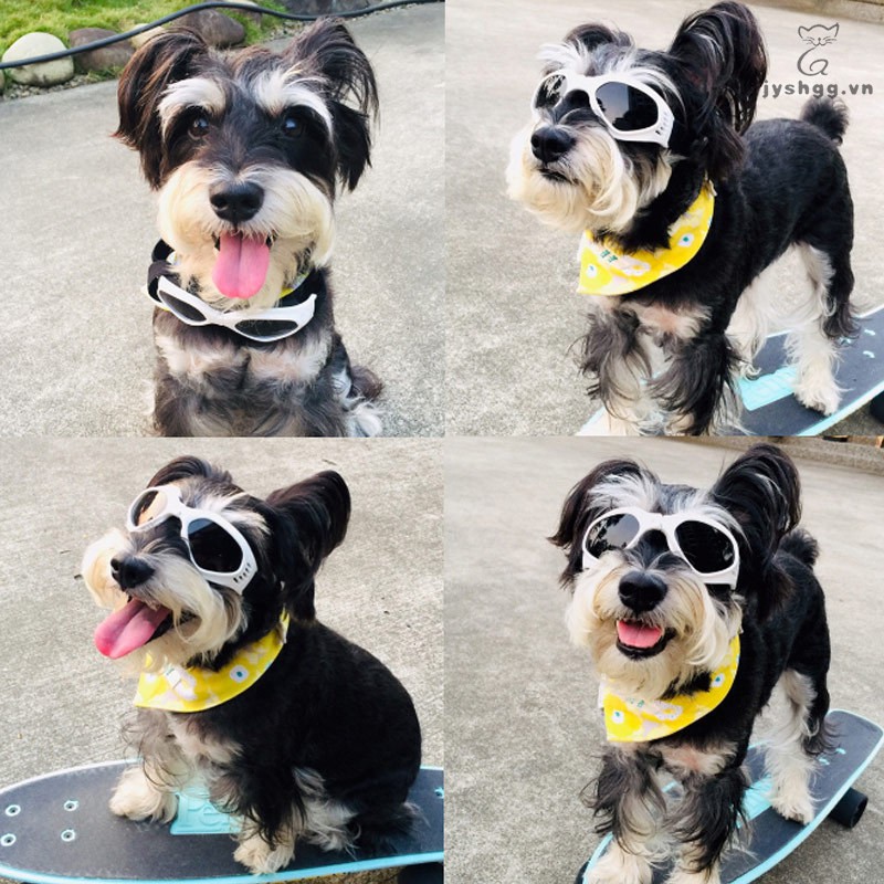 Kính mát chống gió chống nước dùng cho chó cưng
