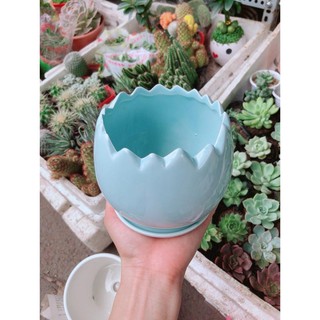Chậu kiểu có dĩa lót