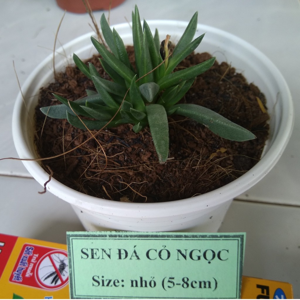 Sen đá cỏ ngọc - size nhỏ (5-8cm)