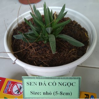 Sen đá cỏ ngọc - size nhỏ (5-8cm)