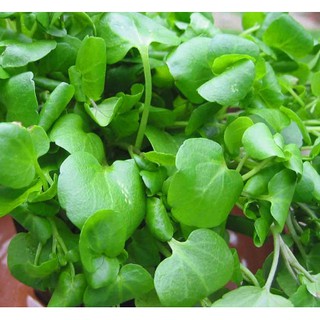 HẠT GIỐNG XÀ LÁCH XOONG MỸ (Cải Xoong Lá To Broad Leaf )