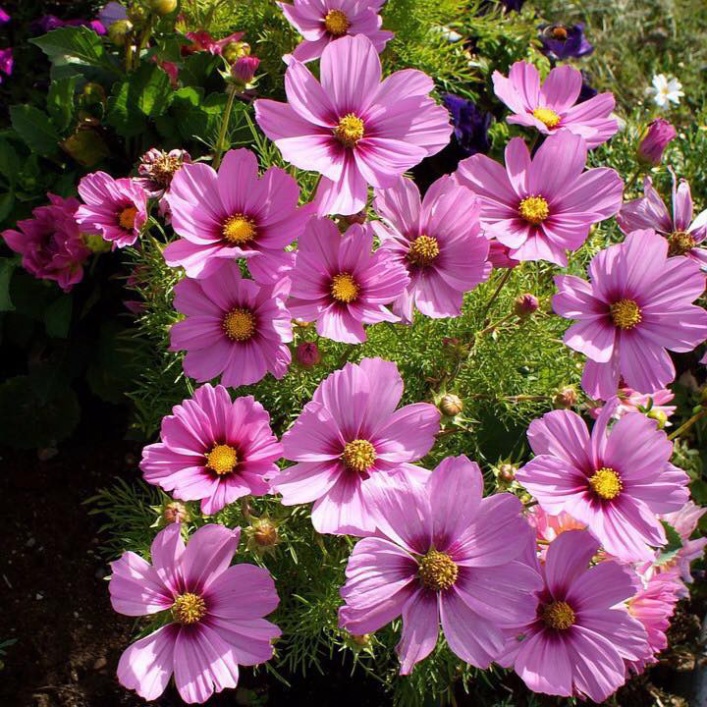 [1Lạng] Hạt Giống Hoa Sao Nhái Siêu Bông