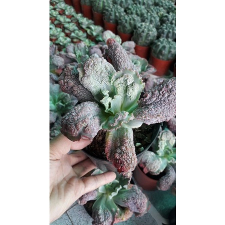 Sen đá thịt bò 90k