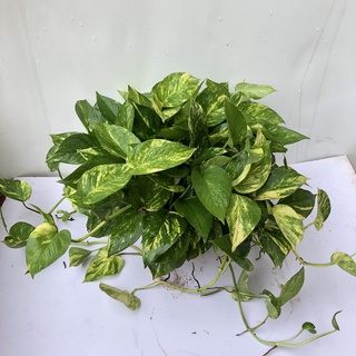 Cây vạn liên thanh thủy sinh (Ảnh thật).