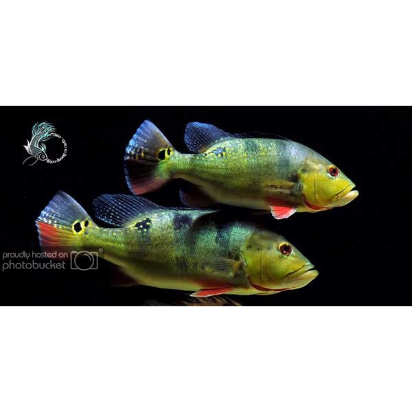 Hikari Cichlid Bio Gold Plus Mini - Thức Ăn Cá La Hán Viên Nhỏ Nổi