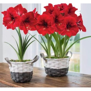 Củ lan huệ cho hoa màu đỏ nhung - Trang Flower