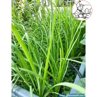 Hạt hẹ lá - gói 1 gram