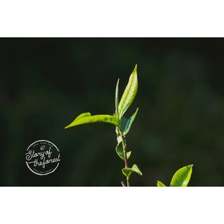 NƯỚC DƯỠNG DA TRÀ XANH [STORY OF THE FOREST]