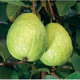 Cây giống ổi lê ruột đỏ