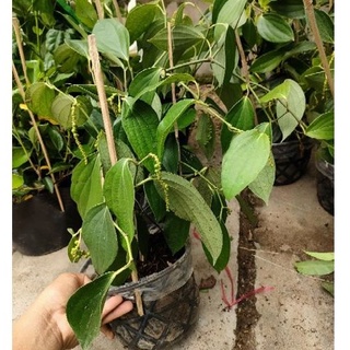 Chậu cây tiêu