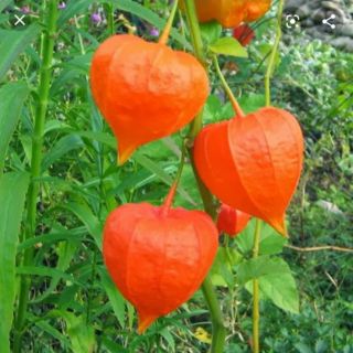 Hạt giống thù lù Nam Mỹ