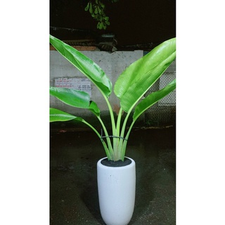 Chậu Cây Chuối Rẻ Quạt