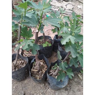 2 Cây sung mỹ 1 năm tuổi