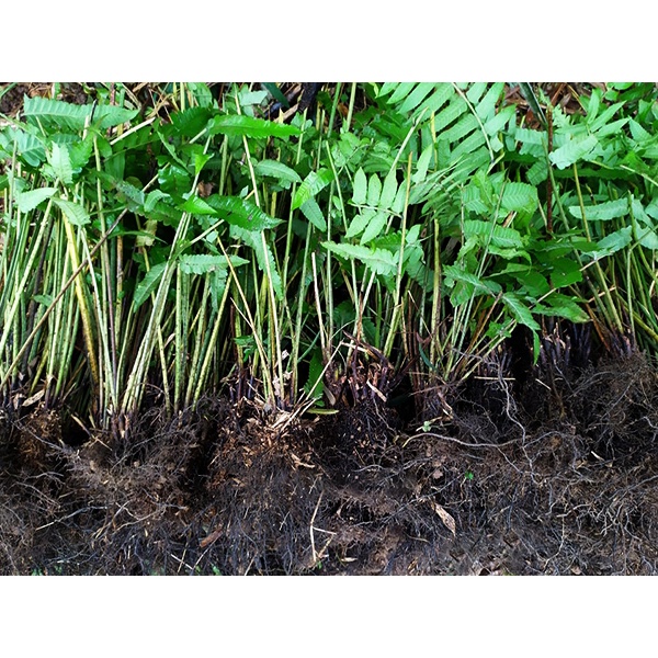 Cây rau dớn giống, cây khỏe thuần