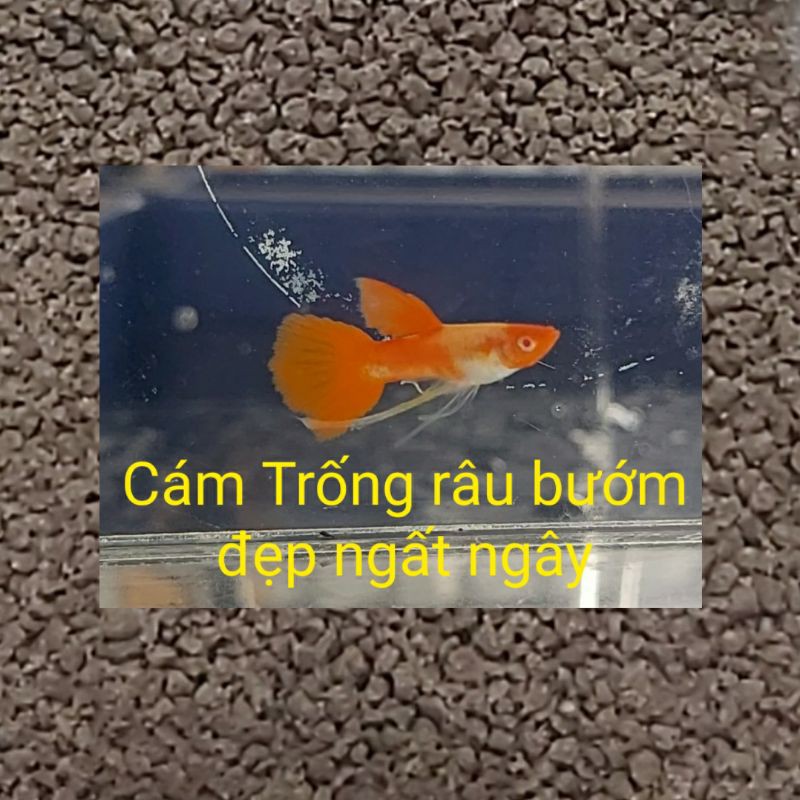 Cám thức ăn 7 màu koi