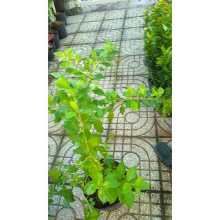 Cây chuỗi ngọc hoa tím