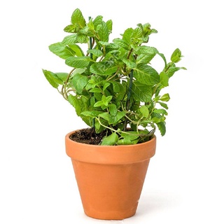 Hạt giống cây húng lủi