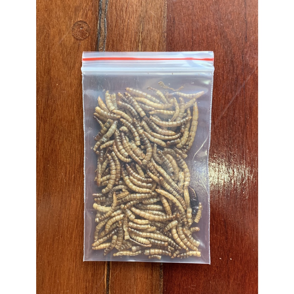 Sâu rang trung cho Hamster, Nhím