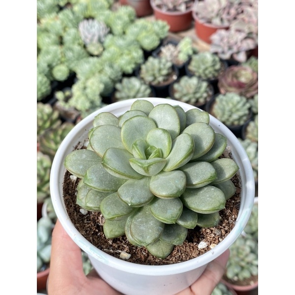 Sen Đá Nút Size Chậu 7cm Hư 1 Đổi 1