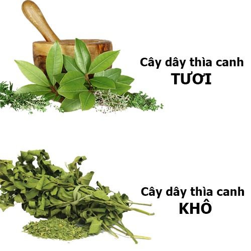 Dây thìa canh rừng thượng hạng Sasuke 1kg tốt cho người tiểu đường