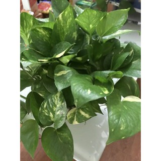 Trầu bà Đốm Vàng (chậu treo)