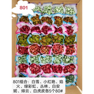 chậu cây cẩm nhung (cây lá may mắn )