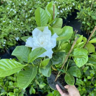 Chậu hoa Lài thiên hương...hoa lớn