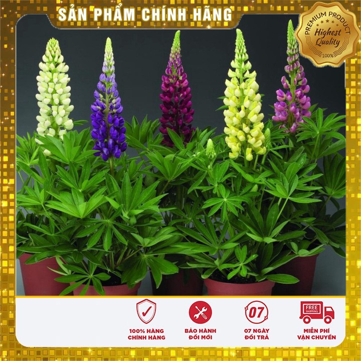 Hạt Giống Hoa Đậu Lupin mix nhiều màu LUCKY SEEDS