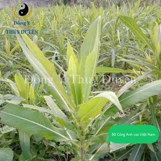 Bồ Công Anh khô 1kg (Hàng chất lượng loại 1)