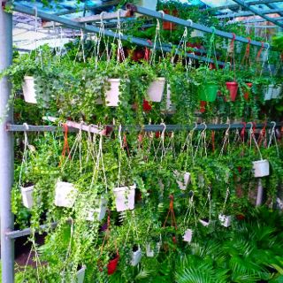 Lan Tim chậu nhựa dây treo