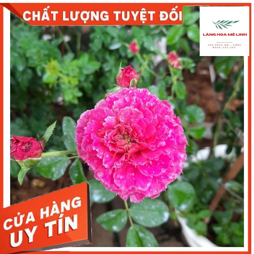 Hoa hồng Ngoại - Bụi  Ramukan rose NhậT [ẤN TƯỢNG BỞI MÀU TÍM]   - Có hương thơm vừa phải - sai hoa.