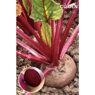 Hạt giống củ dền ruột đỏ gói 5gr