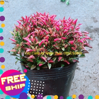 Cây Kỷ Đỏ (Dền Đỏ)