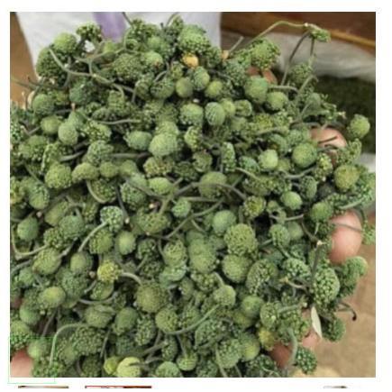 500gr nụ tam thất bao tử( nụ hoa tam thất bao tử) hàng đẹp xanh