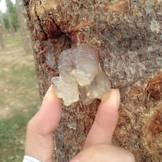 Mủ Trôm Phan Rang  Nguyên Chất