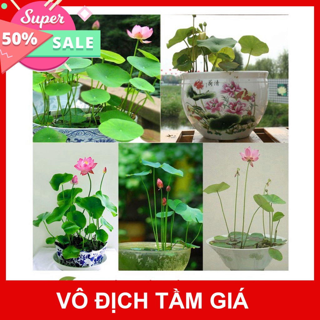 Free Ship Hạt Giống Hoa Sen Mini Nhật Bản 1.9k/Hạt - 10 Màu Siêu dễ trồng Đảm bảo nảy mầm 99% không có hạt nổi ĐẾN MÙA T