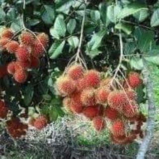 Cây giống chôm chôm