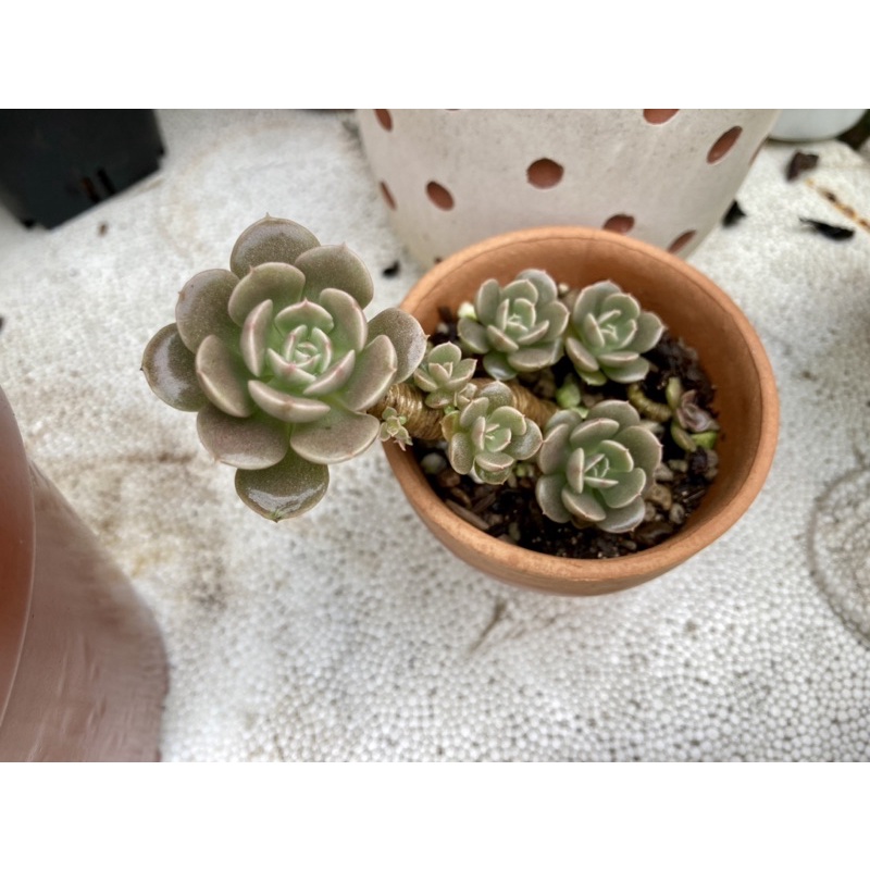 Chất bám dính sinh học 500ml