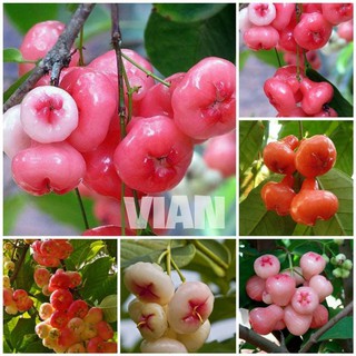 Mận hoàng yến