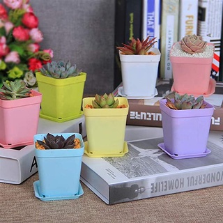 Chậu nhựa mini trồng sen đá, xương rồng đủ màu