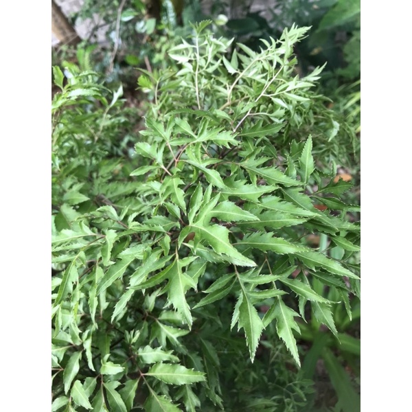 Giống Đinh lăng ta lá nhỏ