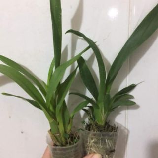 vũ nữ cây giống bao đẹp