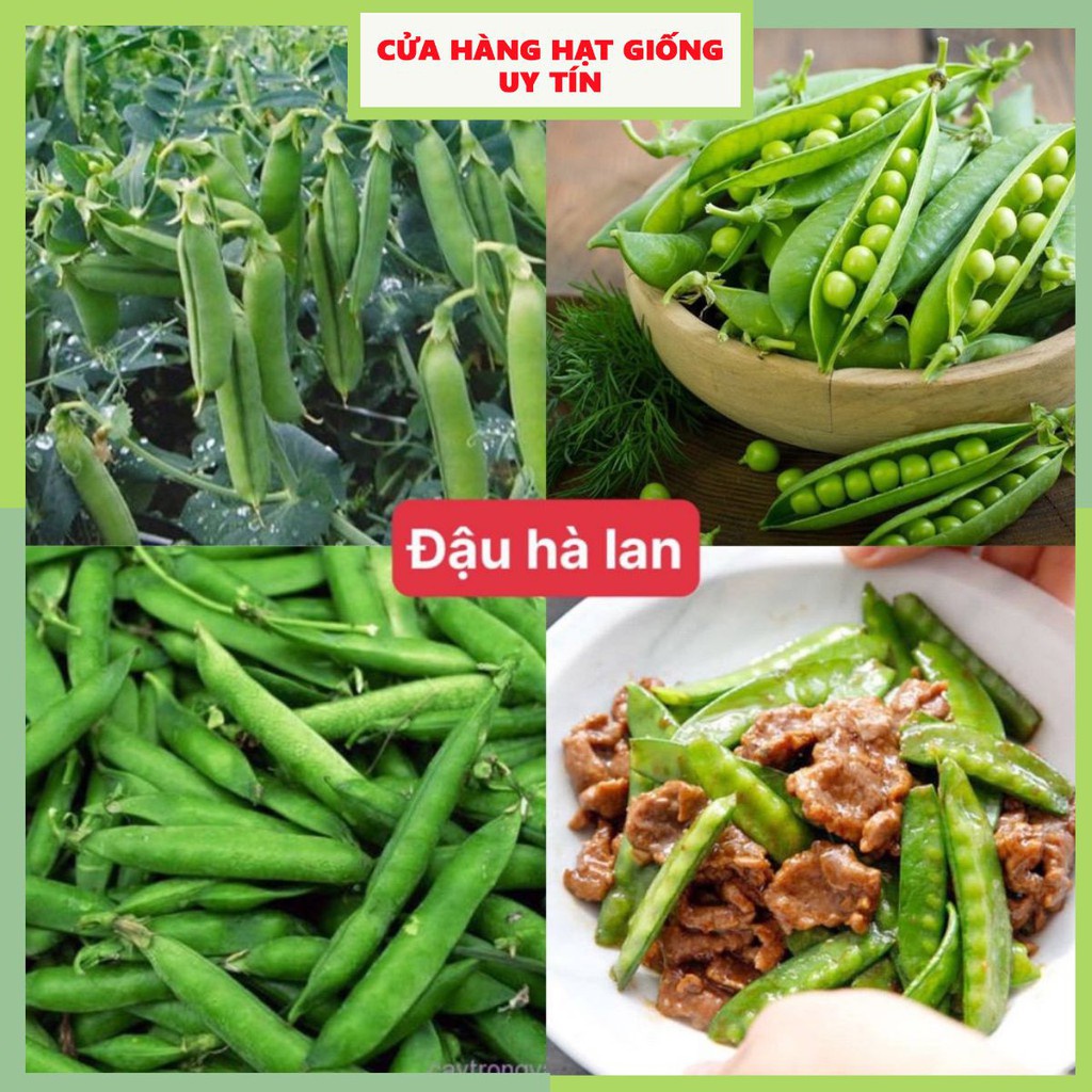 Hạt Giống Đậu Hà Lan F1 loại dễ trồng năng suất cao chống sâu bệnh [gói 200gram ,500gram,1kg]