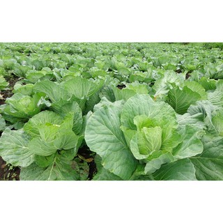 HẠT GIỐNG BẮP CẢI XANH
